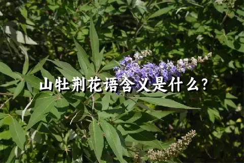 山牡荆花语含义是什么？