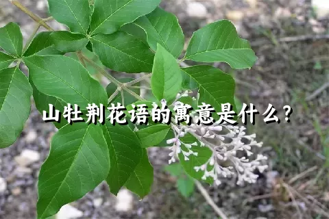 山牡荆花语的寓意是什么？