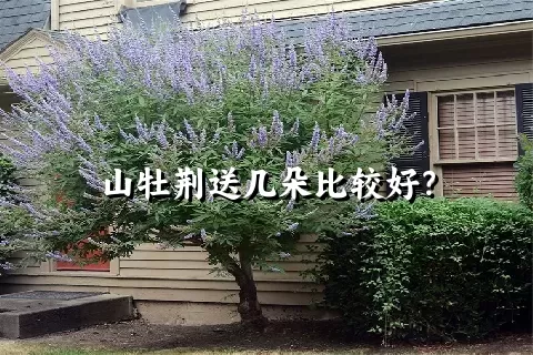 山牡荆送几朵比较好？