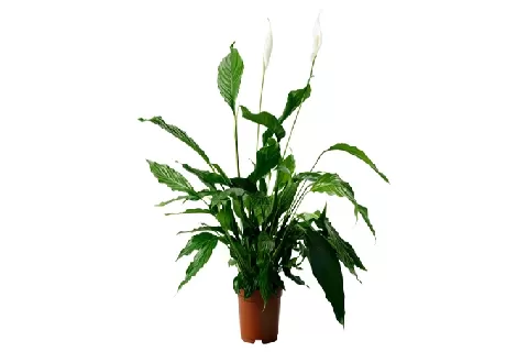 银苞芋