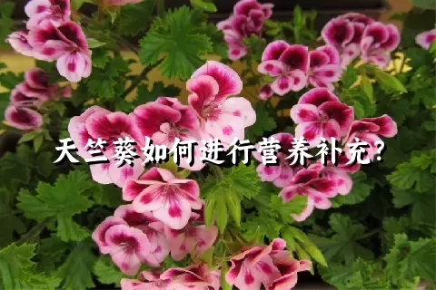 天竺葵如何进行营养补充？