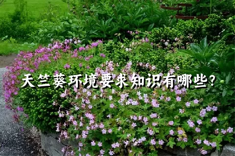 天竺葵环境要求知识有哪些？