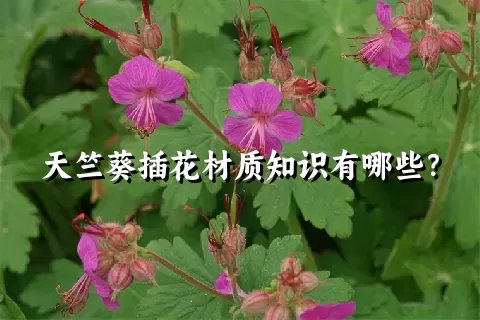 天竺葵插花材质知识有哪些？