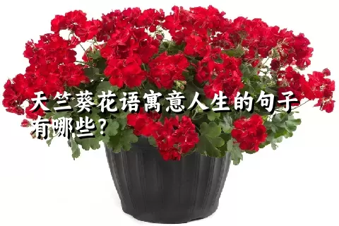 天竺葵花语寓意人生的句子有哪些？