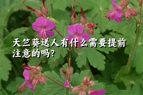 天竺葵送人有什么需要提前注意的吗？