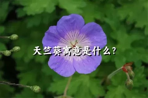 天竺葵寓意是什么？
