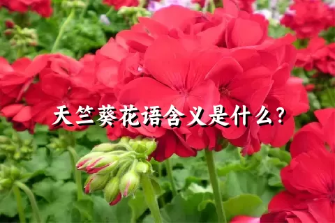 天竺葵花语含义是什么？