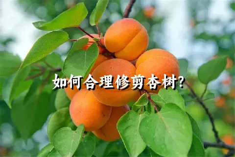 如何合理修剪杏树？