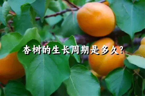 杏树的生长周期是多久？