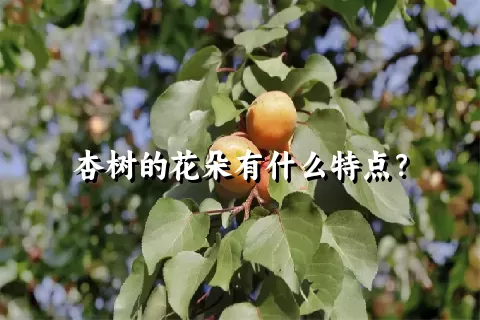 杏树的花朵有什么特点？