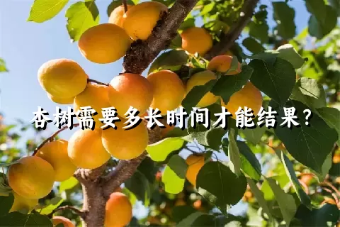 杏树需要多长时间才能结果？