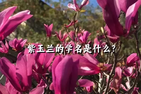 紫玉兰的学名是什么？