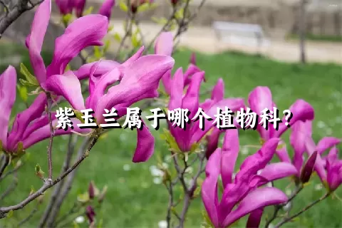 紫玉兰属于哪个植物科？