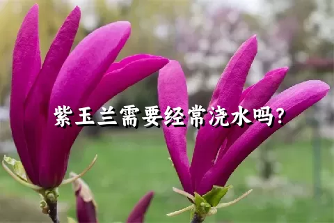 紫玉兰需要经常浇水吗？