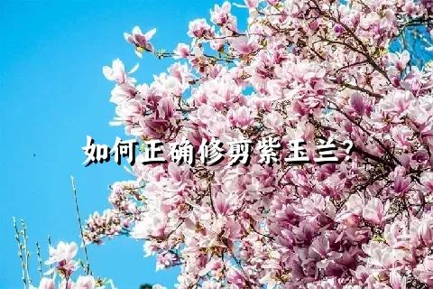 如何正确修剪紫玉兰？
