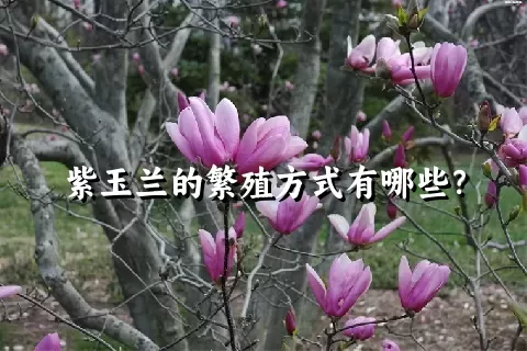 紫玉兰的繁殖方式有哪些？