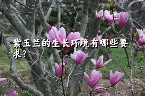 紫玉兰的生长环境有哪些要求？