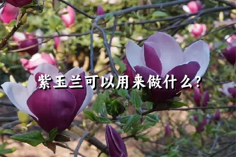 紫玉兰可以用来做什么？