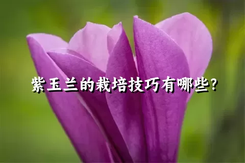 紫玉兰的栽培技巧有哪些？
