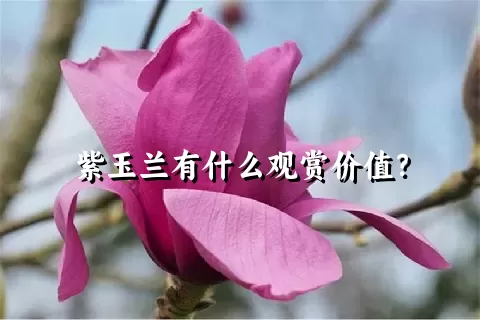 紫玉兰有什么观赏价值？