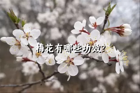梅花有哪些功效？