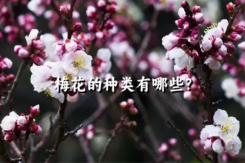 梅花的种类有哪些？