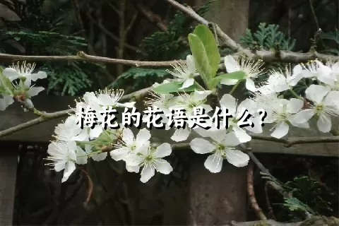 梅花的花语是什么？