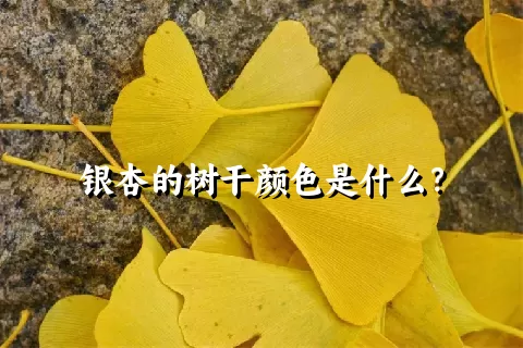 银杏的树干颜色是什么？