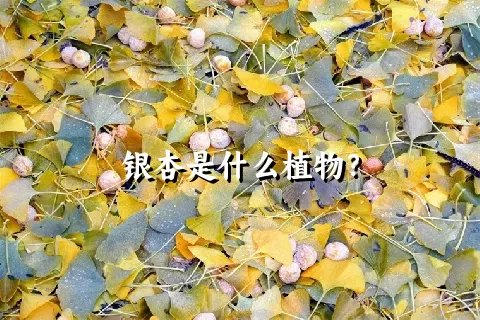 银杏是什么植物？