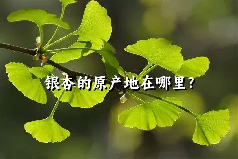 银杏的原产地在哪里？