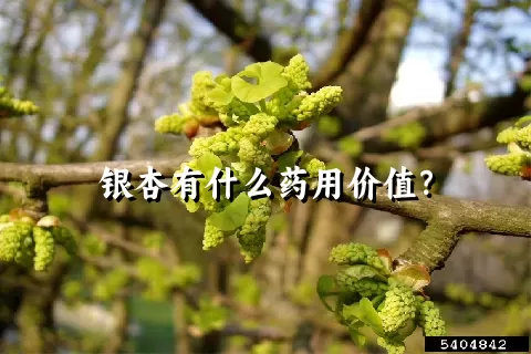 银杏有什么药用价值？