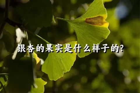 银杏的果实是什么样子的？