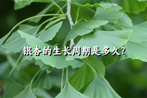 银杏的生长周期是多久？