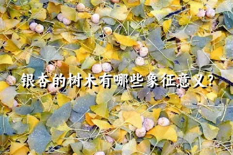 银杏的树木有哪些象征意义？