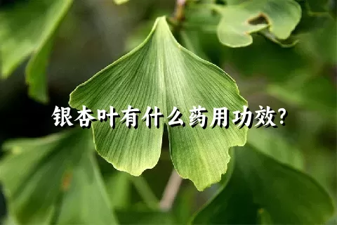 银杏叶有什么药用功效？