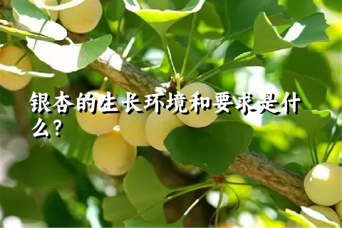 银杏的生长环境和要求是什么？