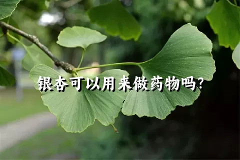 银杏可以用来做药物吗？
