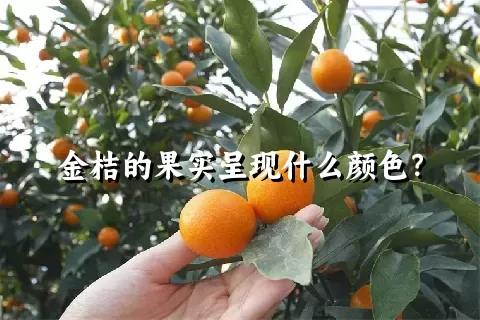 金桔的果实呈现什么颜色？