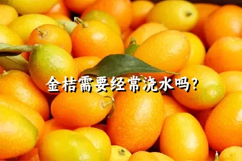 金桔需要经常浇水吗？