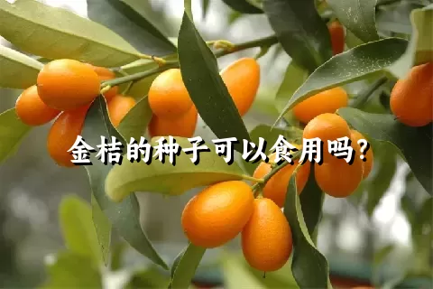 金桔的种子可以食用吗？