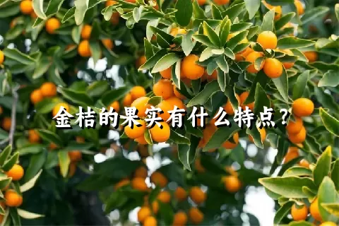 金桔的果实有什么特点？