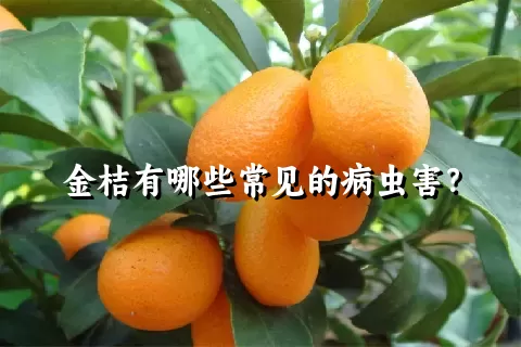 金桔有哪些常见的病虫害？