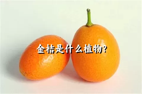 金桔是什么植物？
