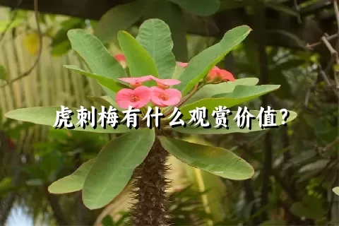 虎刺梅有什么观赏价值？
