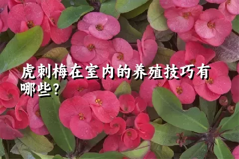 虎刺梅在室内的养殖技巧有哪些？