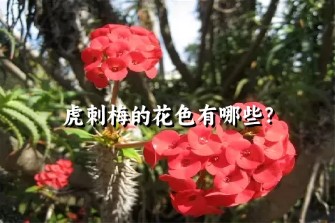 虎刺梅的花色有哪些？