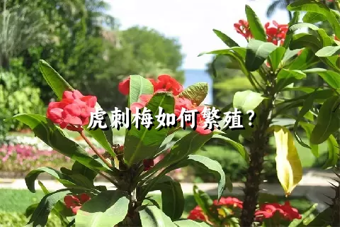 虎刺梅如何繁殖？