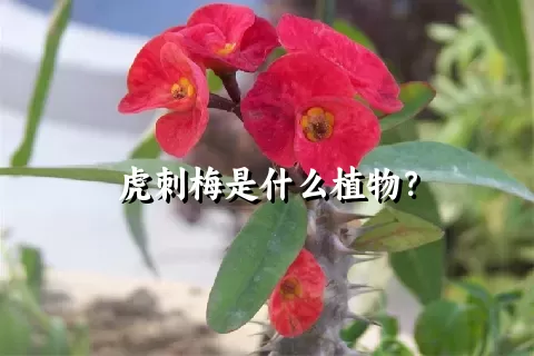虎刺梅是什么植物？