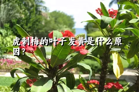 虎刺梅的叶子发黄是什么原因？