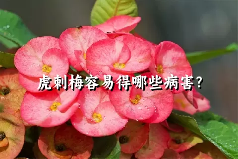 虎刺梅容易得哪些病害？